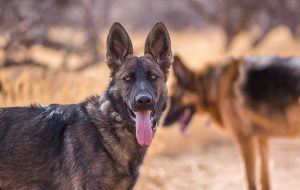 Arizona Dog Trainer