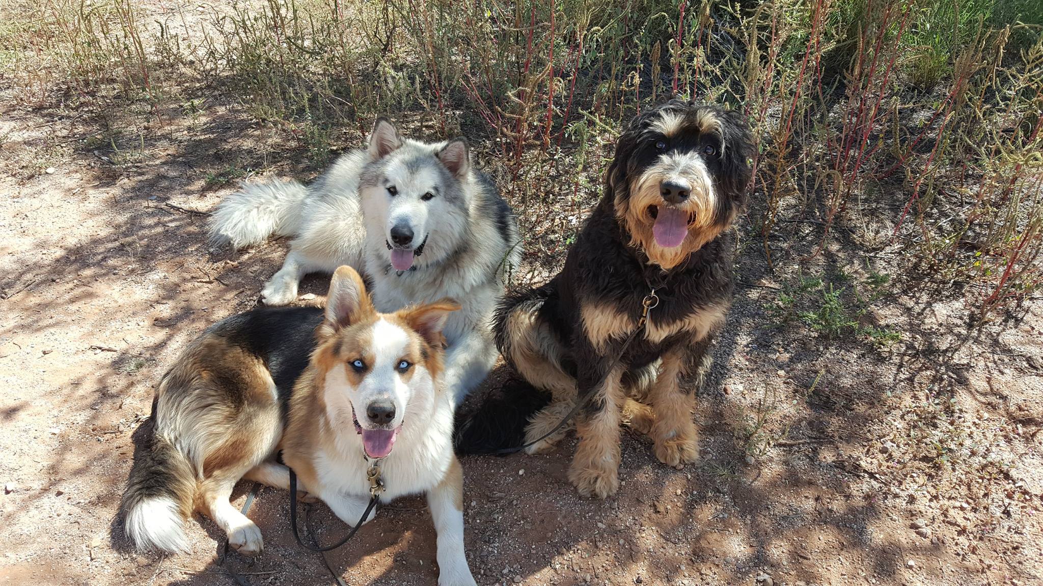 Dog Training Arizona